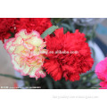 High quality Carnation seeds for cultivating